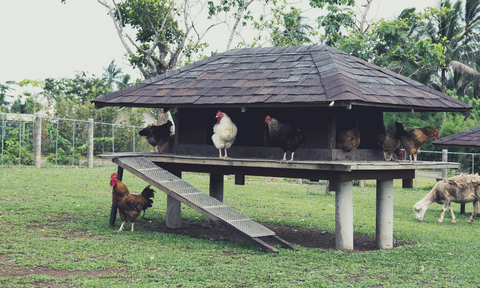 White chicken standing on a raised chicken coop