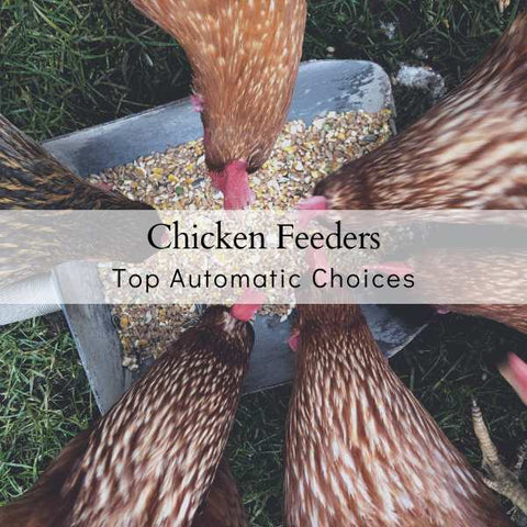 Automatic Chicken feeder