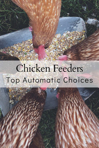 Best Chicken Coop feeders