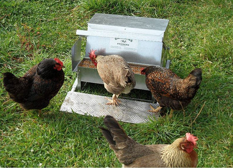 Automatic chicken feeder model