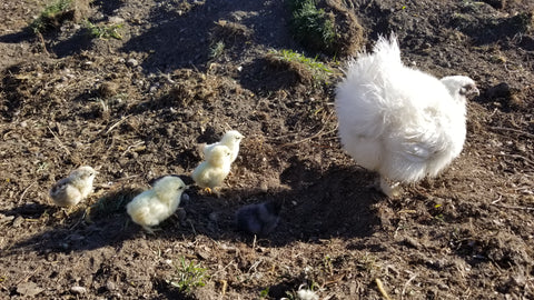 New backyard chicks