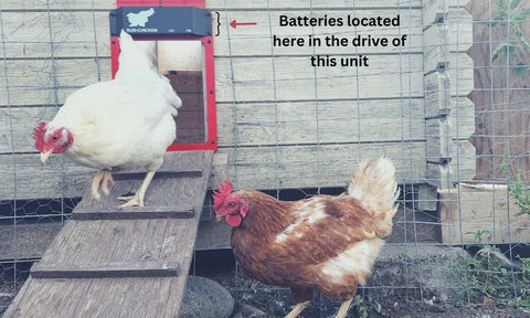 2 chickens at a battery powered chicken coop door