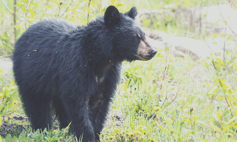 Bear Proof Chicken Coops