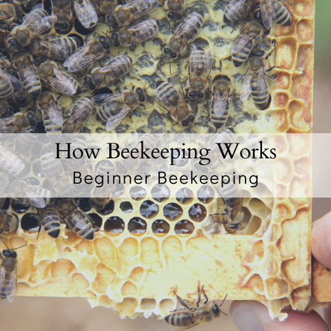 Beekeeping for Beginners