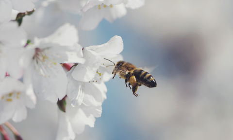 Bee Baskets Gathering Pollen