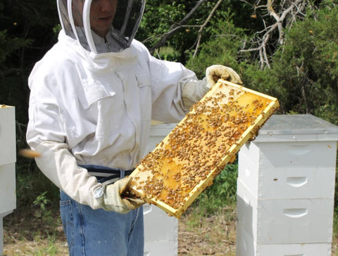 Honeycomb from the hive