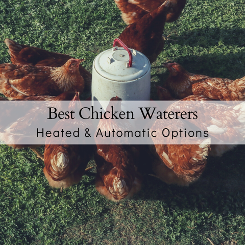 Water Options For Chickens