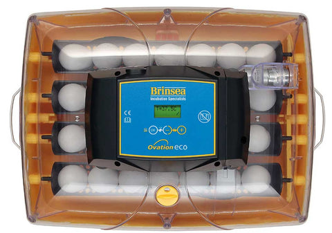 Best incubator for chicken eggs