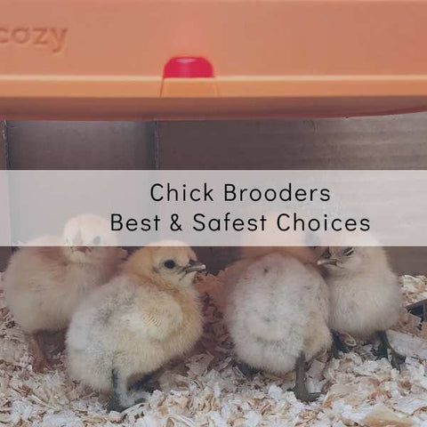 Brooder for Chicks