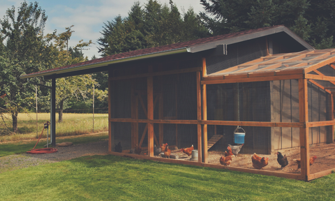 Chicken and duck coop camera