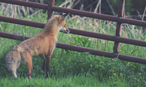 How to keep foxes away from chicken coop
