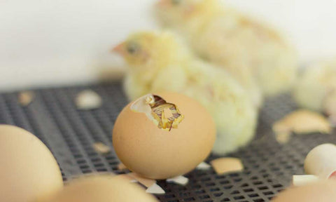 Hatching Eggs in An Incubator