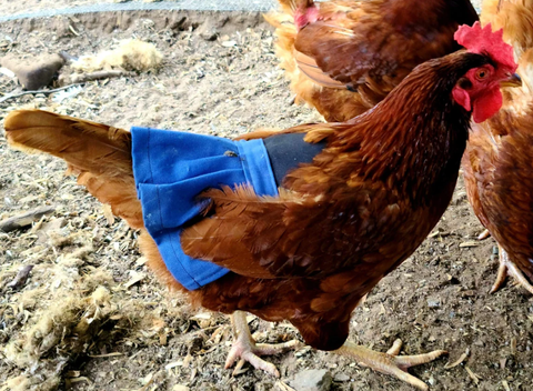 Chicken Apron