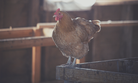 Wifi chicken coop camera