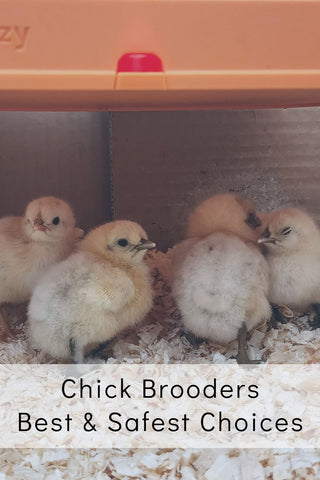 Chicken Brooders