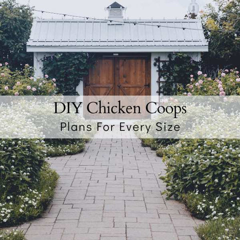 Chicken Coop DIY Plans