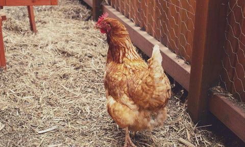 Chickens walking in the run