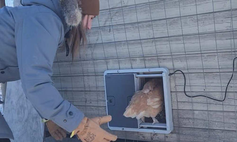 Chicken going through coop door for size reference