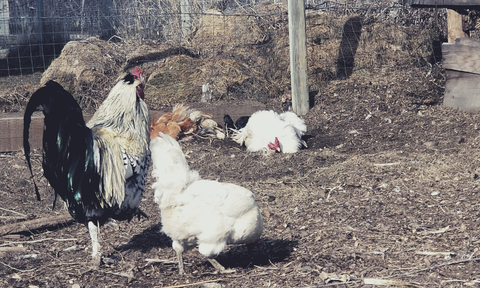 Hens and roosters dust bathing