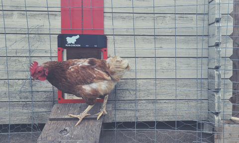 Large chicken standing at coop door