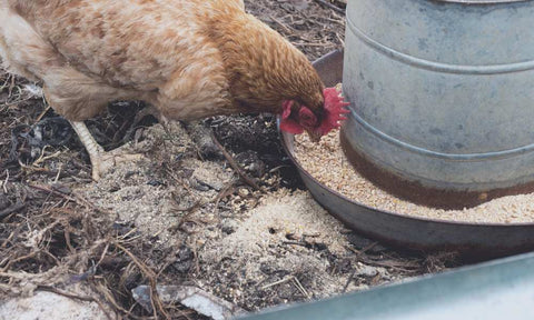 Chickens eating from the feeder