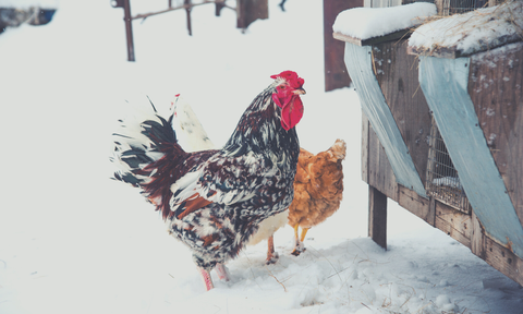 Winterize Your Chicken Coop