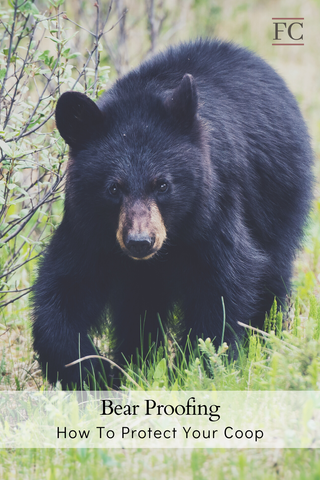 Keep Bears Away From Your Coop