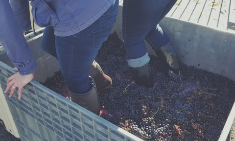 Crushing Grapes With Feet For Wine
