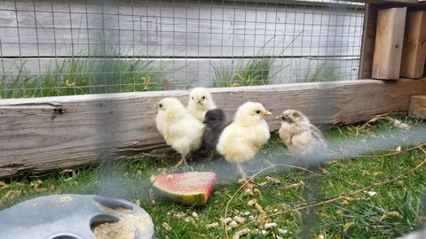 Baby Chicks and Mom