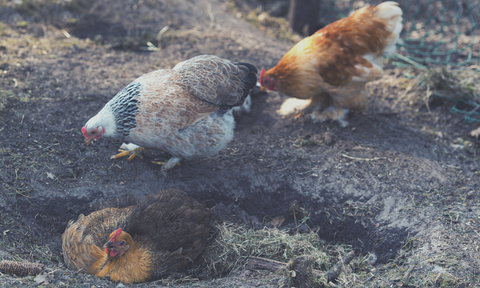 Dust Bathing Chickens