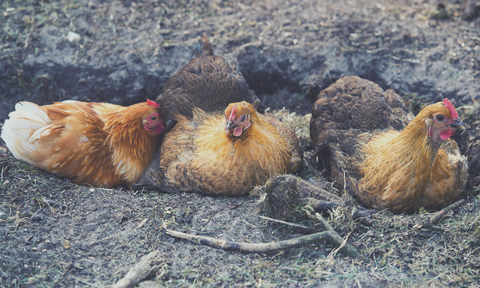 Dirt Bathing