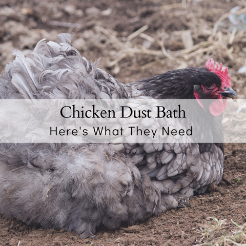 Chicken Dust Bath Information