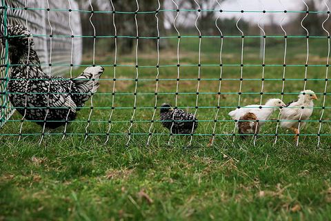 Best Fencing For A Chicken Coop