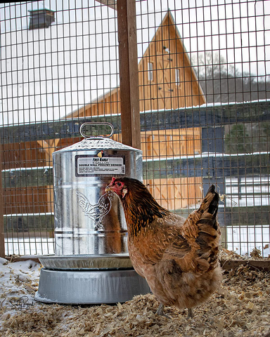 Best Seller Chicken Waterer