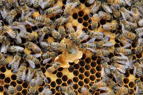 Feeding royal jelly to a Queen bee