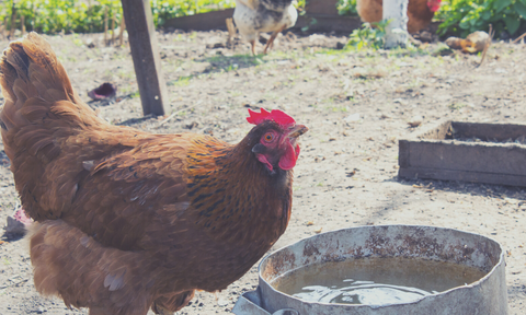 Open Source Poultry Waterer