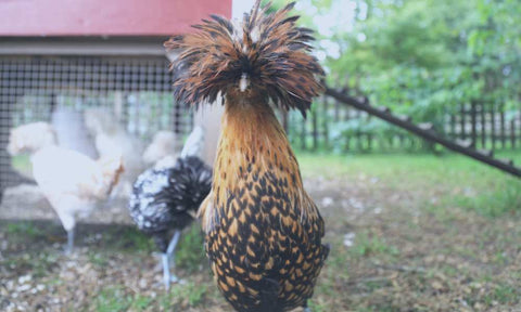 Chicken with big feathers