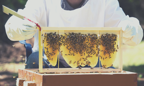 Beeswax from beekeepers