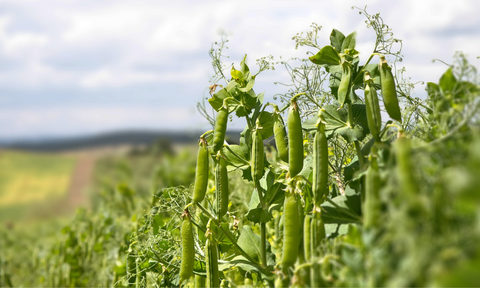 Peas that are ready to harvest