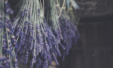 Air drying lavender