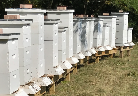 Beehives for Beeswax