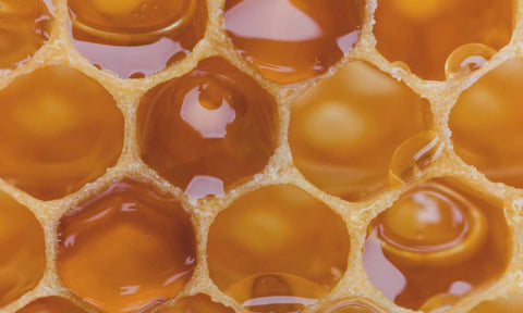 Pure honey in a raw honeycomb
