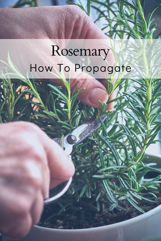 Grow rosemary from cuttings