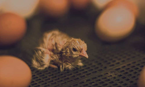 Hatching chickens in an incubator