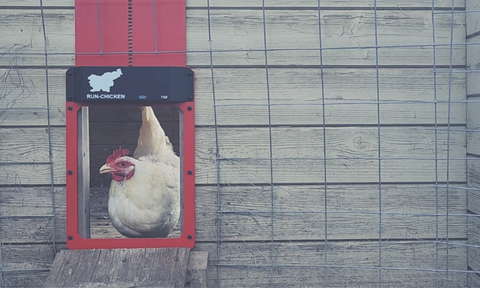 Chicken Coop Safety