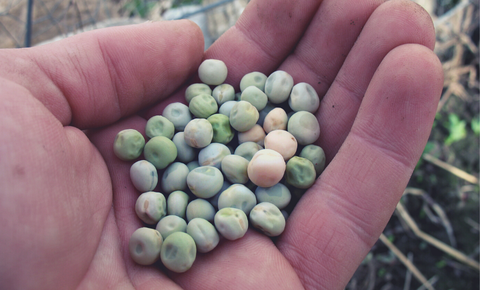 How To Plant Peas From Seed