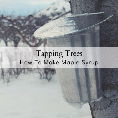 How To tap maple trees