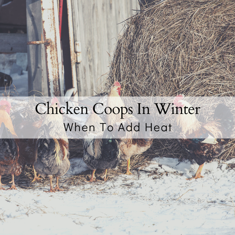 Warm your chickens in the winter