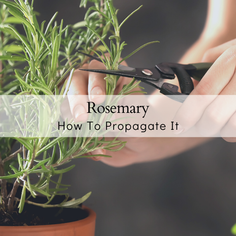How To Properly Propagate Rosemary
