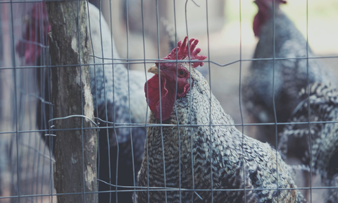 wired chicken camera